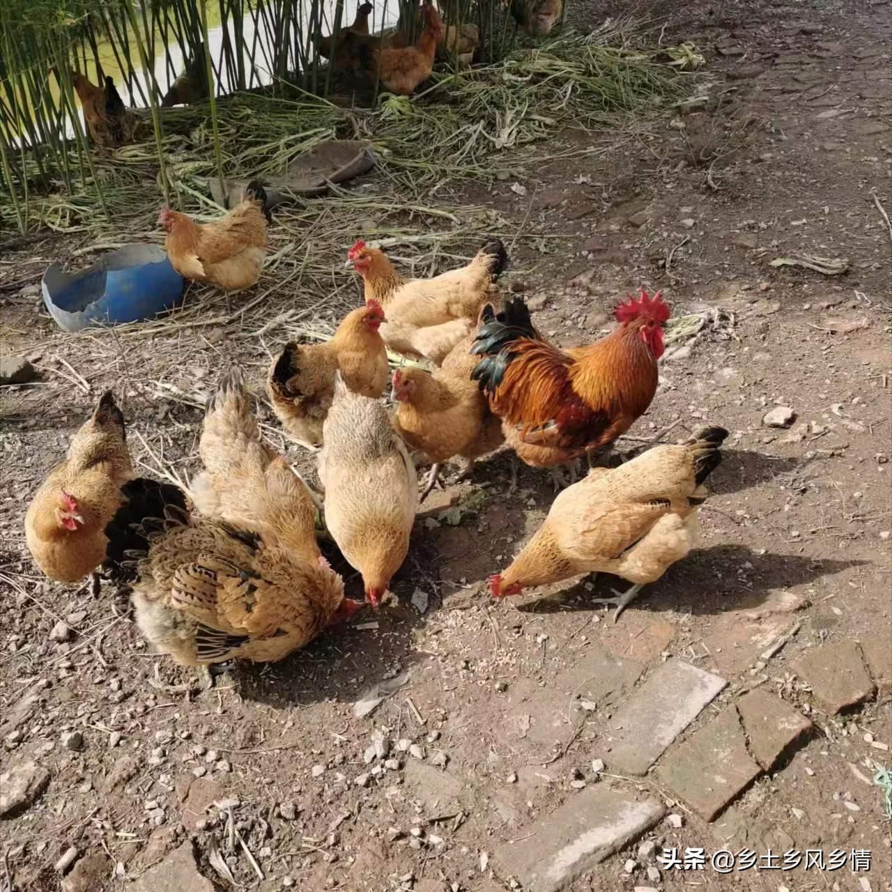 他曾是村民眼中不务正业的啃老族，用手机拍短视频逆袭，年入20万