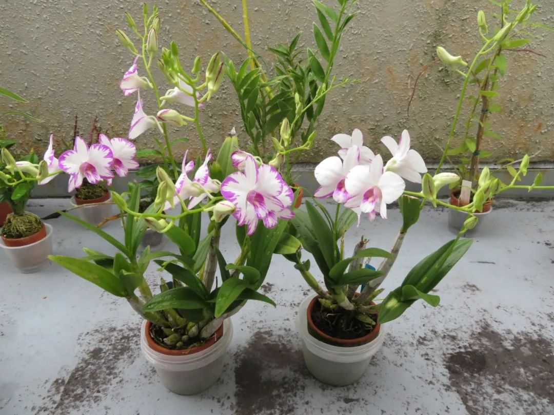 石斛兰花盛开香气四溢,石斛兰花怎么养才好看
