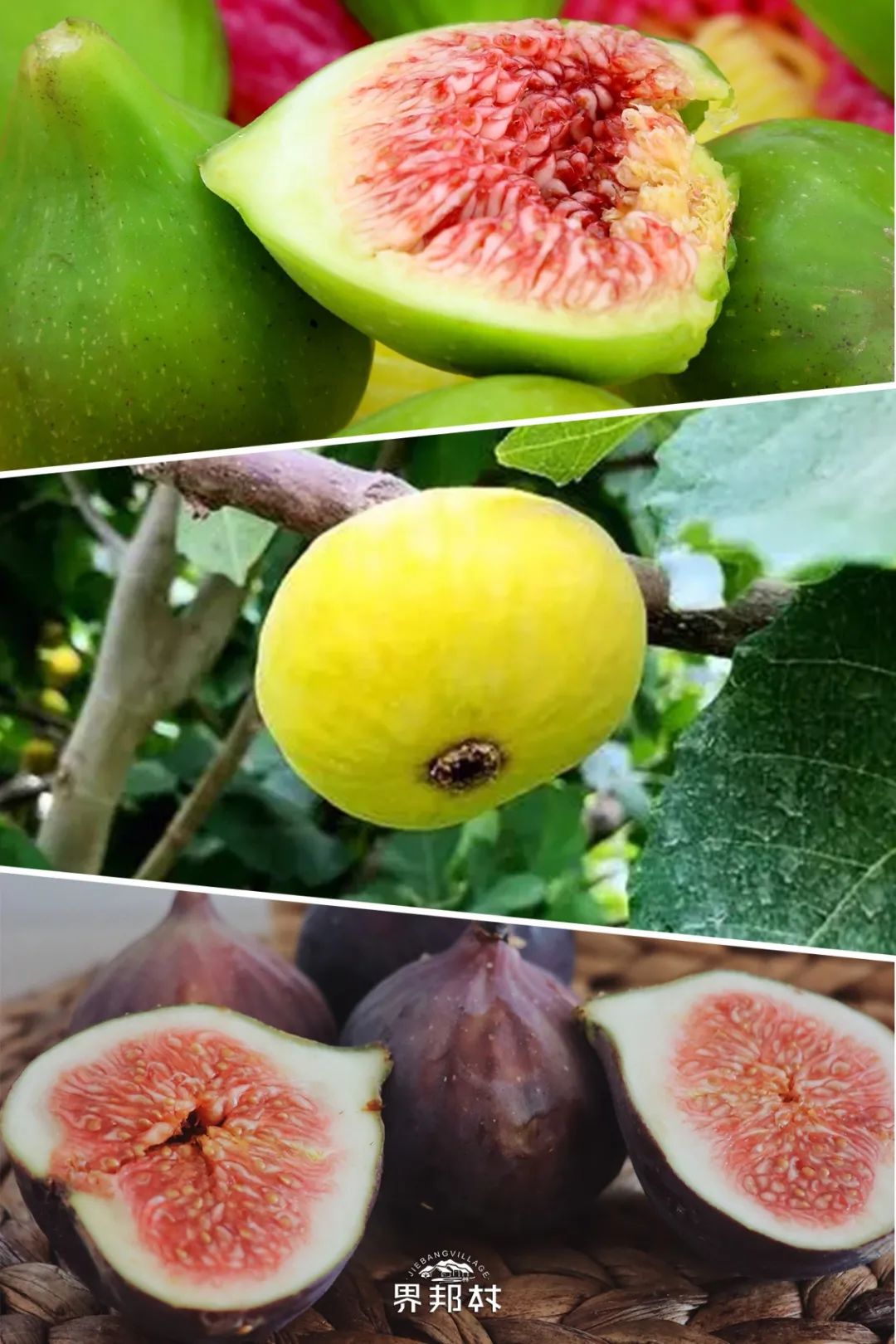 土特产无花果,无花果哪里最好吃最有营养