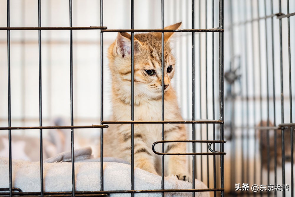 日本人一般住什么房子,日本年轻人喜欢买公寓还是一户建