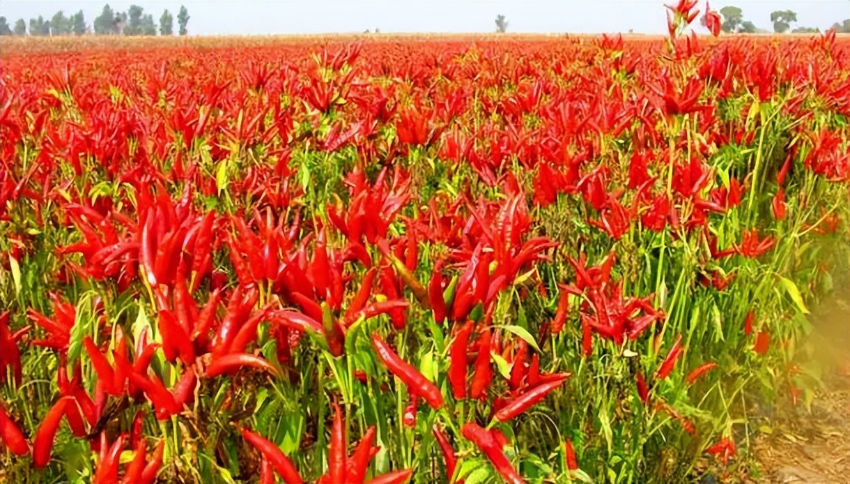 陶华碧老干妈的三个承诺,老干妈陶华碧讲话