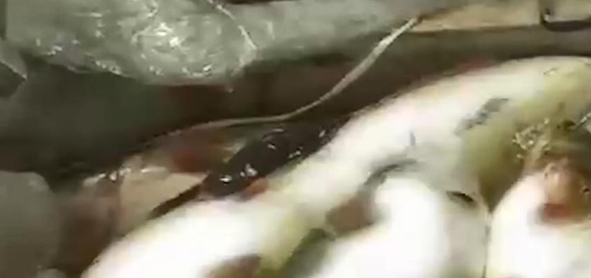 男子花20万买受伤鲶鱼,男子花20万买了一条受伤的鱼