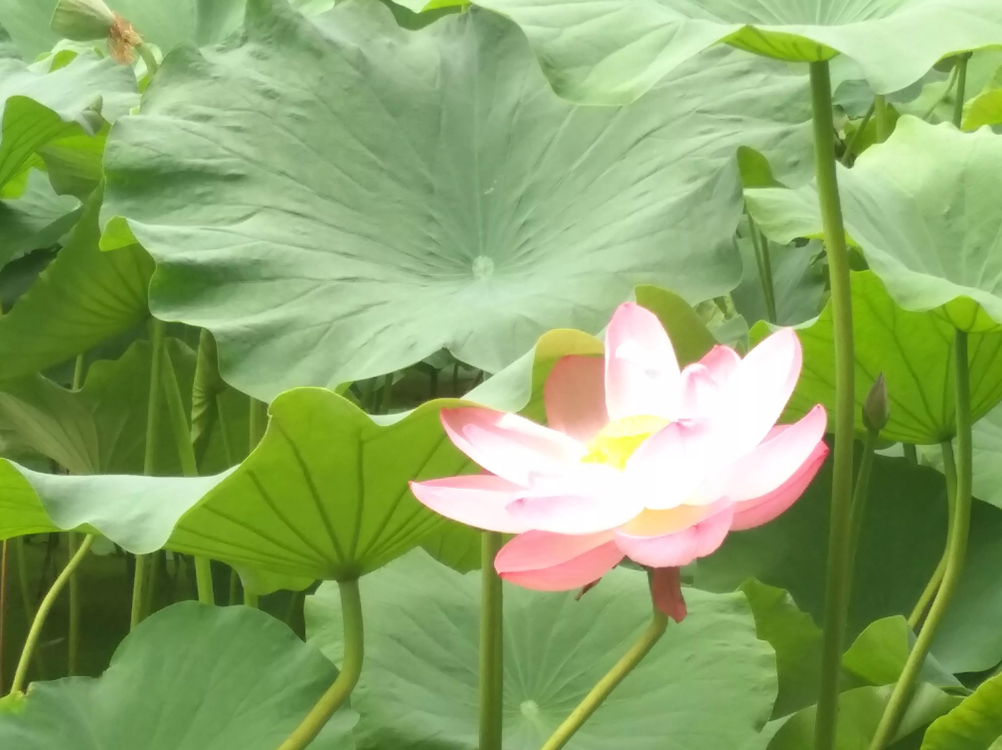 莲湖公园湖影亭,莲湖公园在哪里