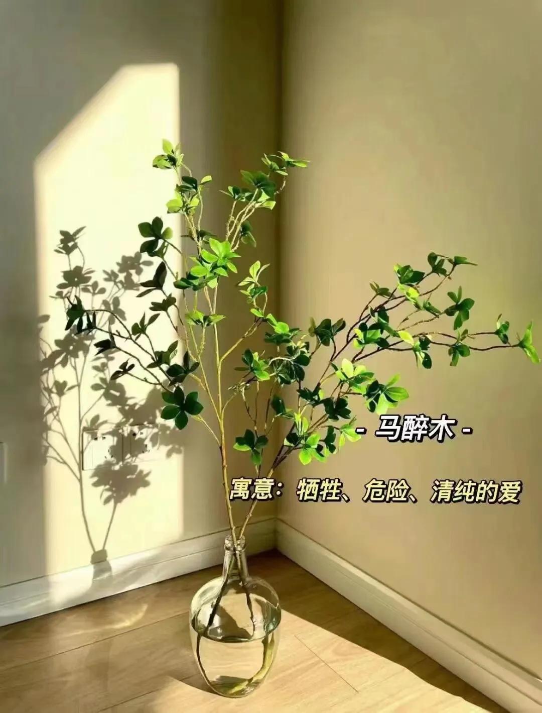 客厅绿植物摆放效果图,最适合客厅摆放的植物是什么