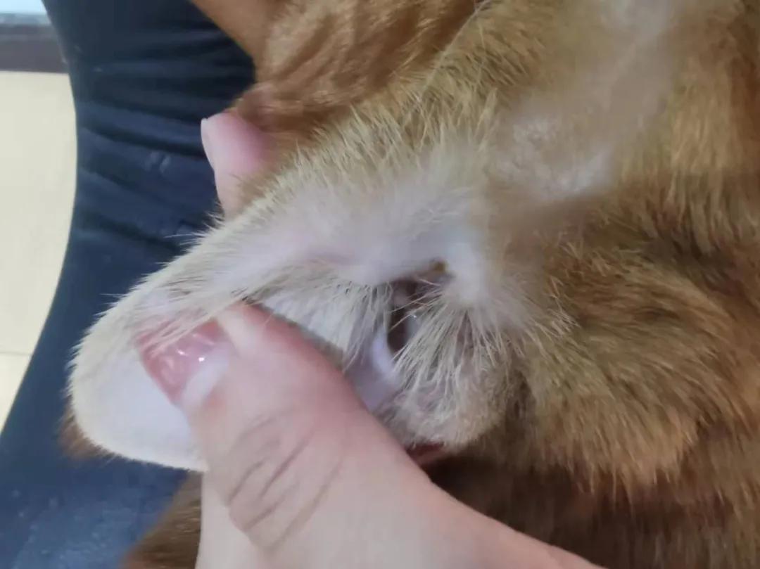 猫咪去宠物店洗完澡过敏,猫咪去宠物店洗澡引起应激反应