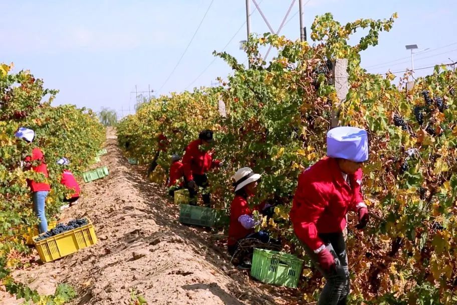 类人首酒庄创始人,类人首酒庄官网