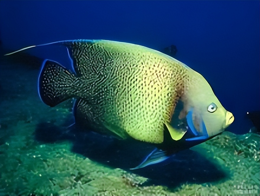 神仙鱼，你们认识吗？