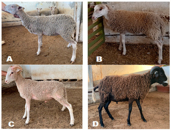 索科罗岛美利奴羊羔的形态描述和体重预测