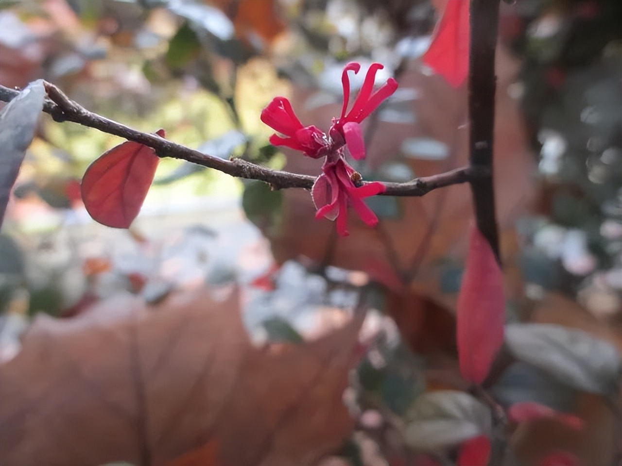 红花檵木是常年异色叶植物,红花檵木的花图片