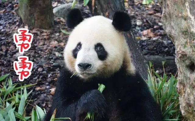 芦皇干活，揍她!美兰干活，我被打了!勇勇，小美女，哥*疼哥**你