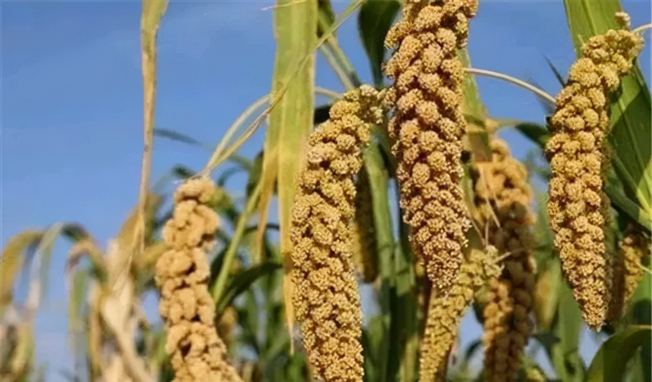 农业种植技术水稻,旱地谷子种植技术规范
