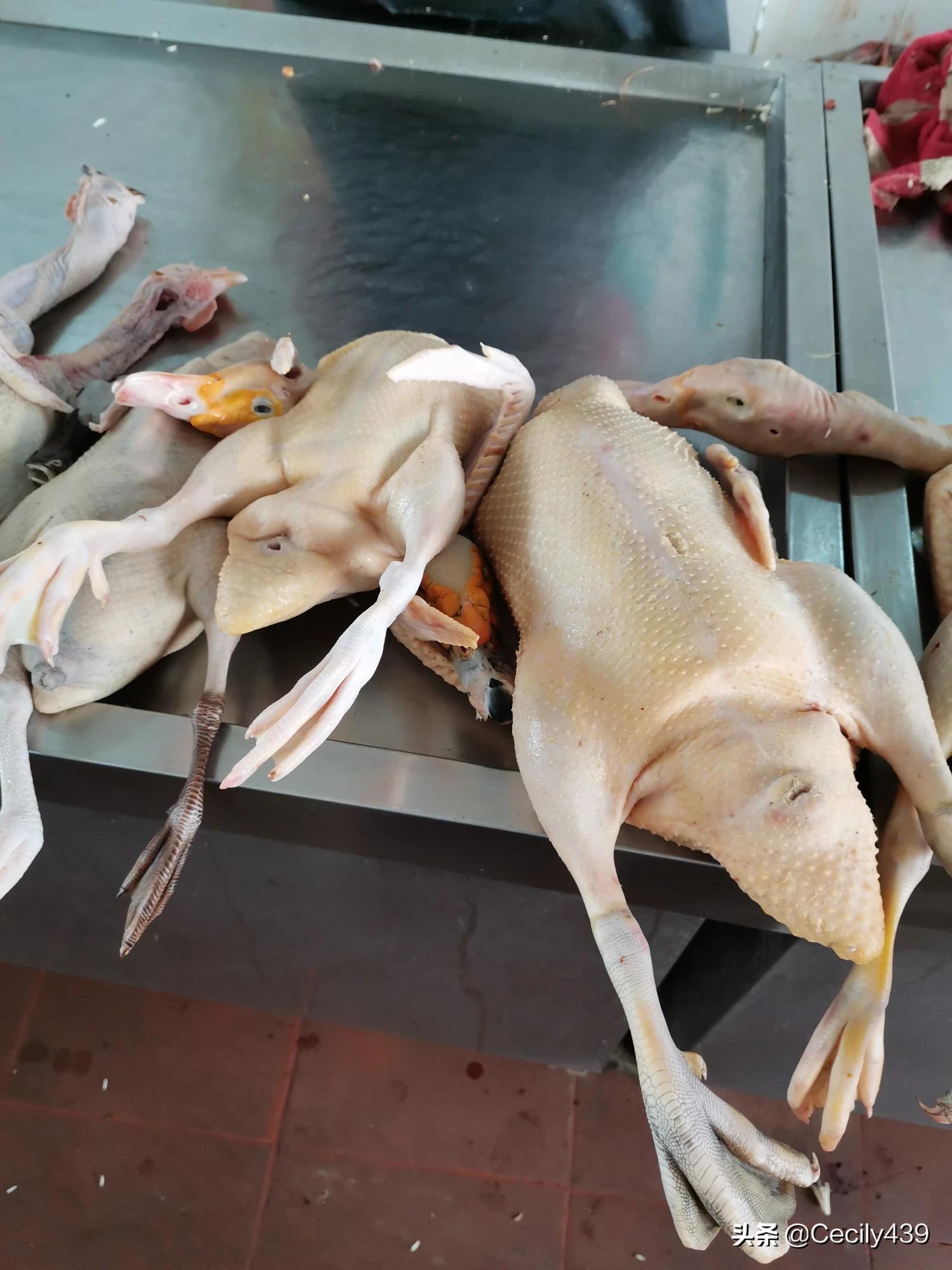 大厨教你做姜母鸭比烤鸭好吃百倍,大厨姜母鸭最正宗的做法