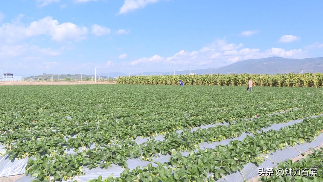 周末打卡地|去看“管道树”上的草莓and去摘冬日的第一颗草莓