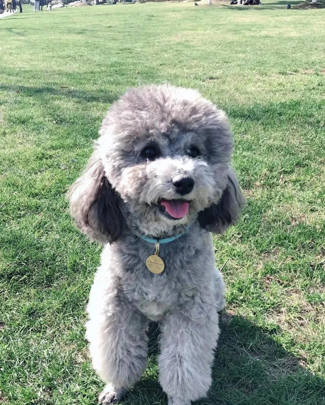 建议新手养的10种智商高的小型犬,养什么狗适合新手小型犬