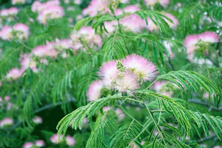 今日小暑风动莲生香图片,小暑至荷花香愿今夏光阴静万事安