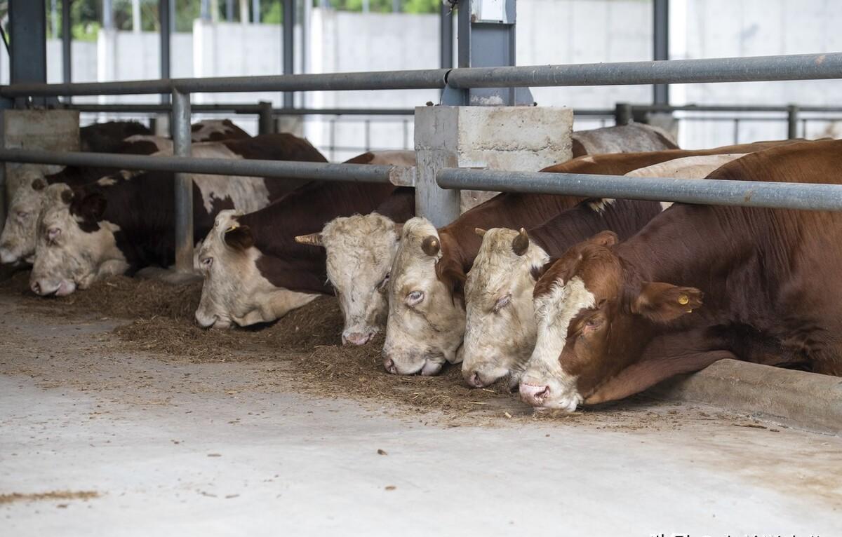 牛肉价格45元3斤，牛价已经跌成这样了？2023年11月11日牛价