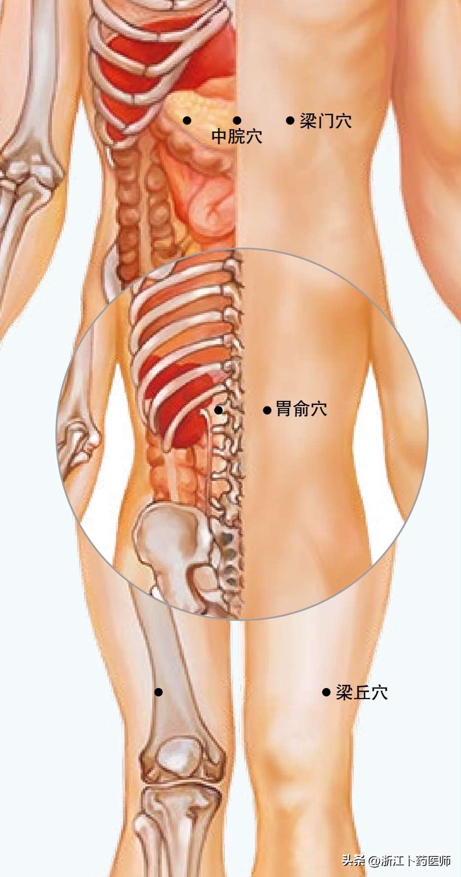 胃在消化道中是最重要的消化器官,胃是人体的一部分