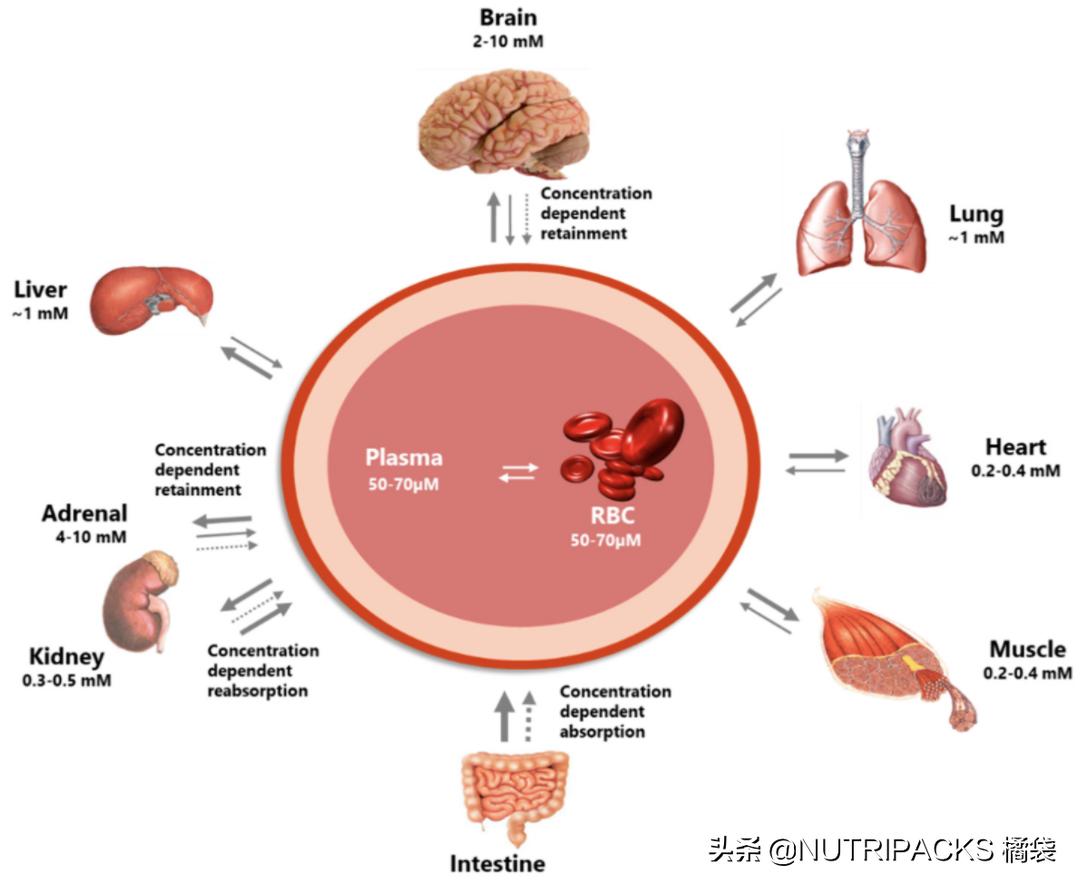 含天然维生素c的食品有哪些,维生素c的营养价值