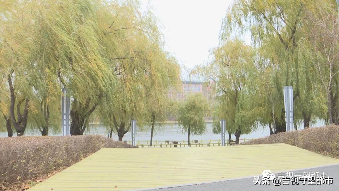 小鸟建设鸟巢过程,鸟巢翻修