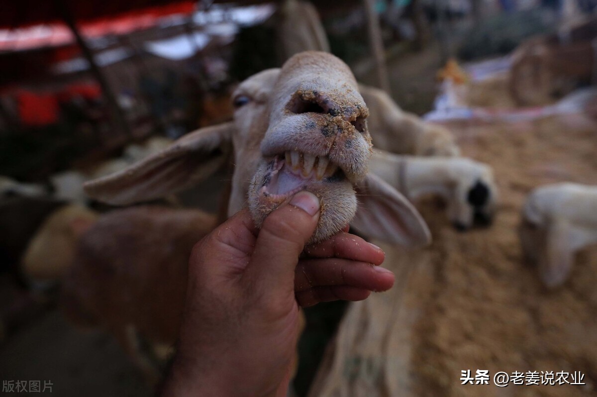 2023年养牛市场前景如何,牛价暴跌养牛人该何去何从