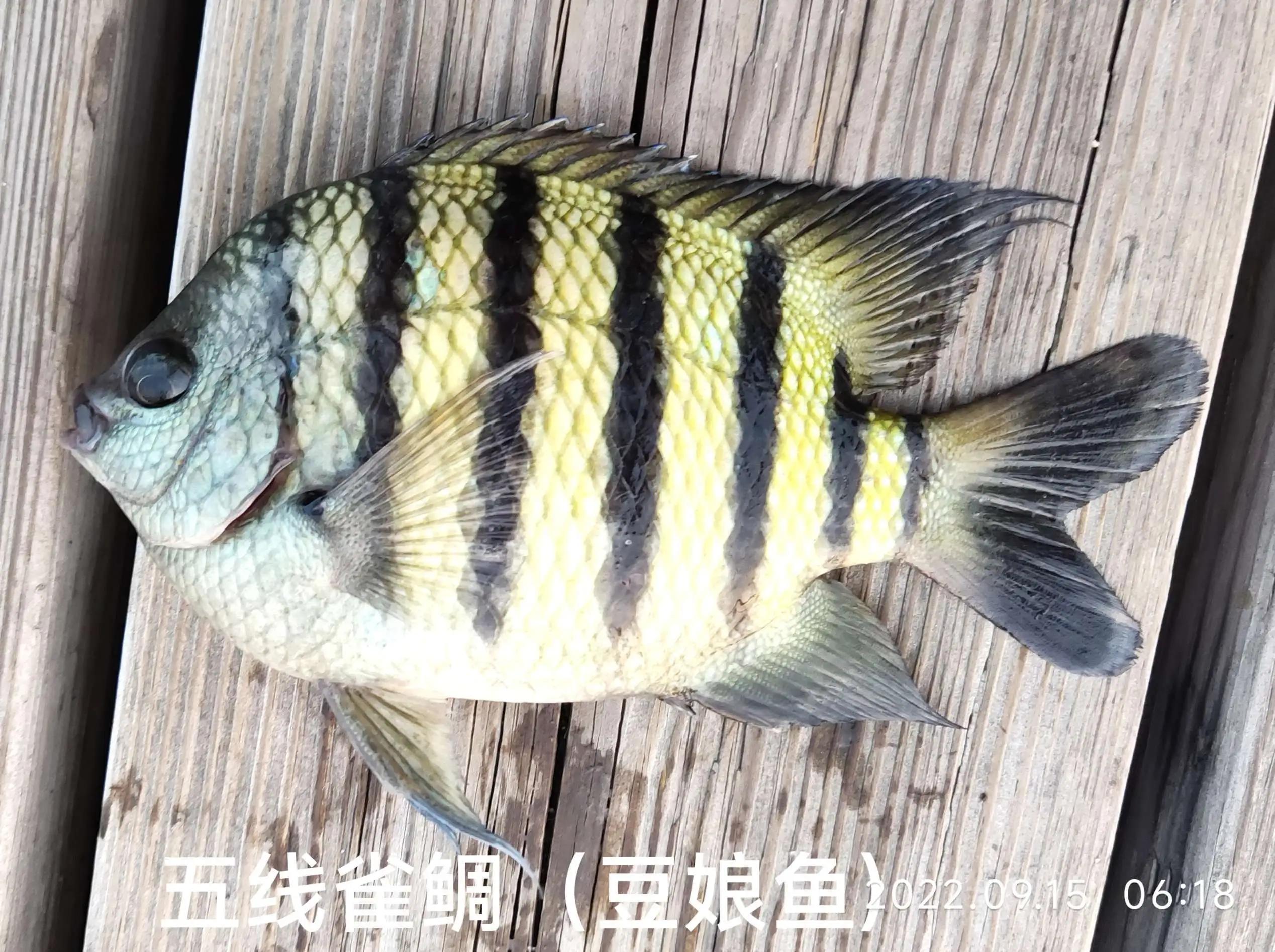 20种常见海鱼,十大常见野生海鱼