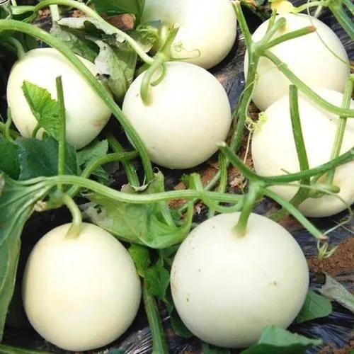 甜瓜滞销瓜农含泪卖瓜,甜瓜卖不动的原因