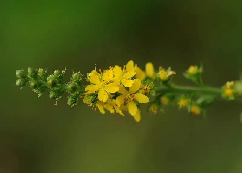 红花檵木叶子独特新生鲜红,旧叶暗红,开线形花花瓣细长如红彩带