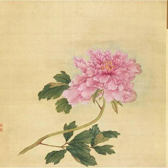 蒋廷锡牡丹画法,蒋廷锡百种牡丹画法