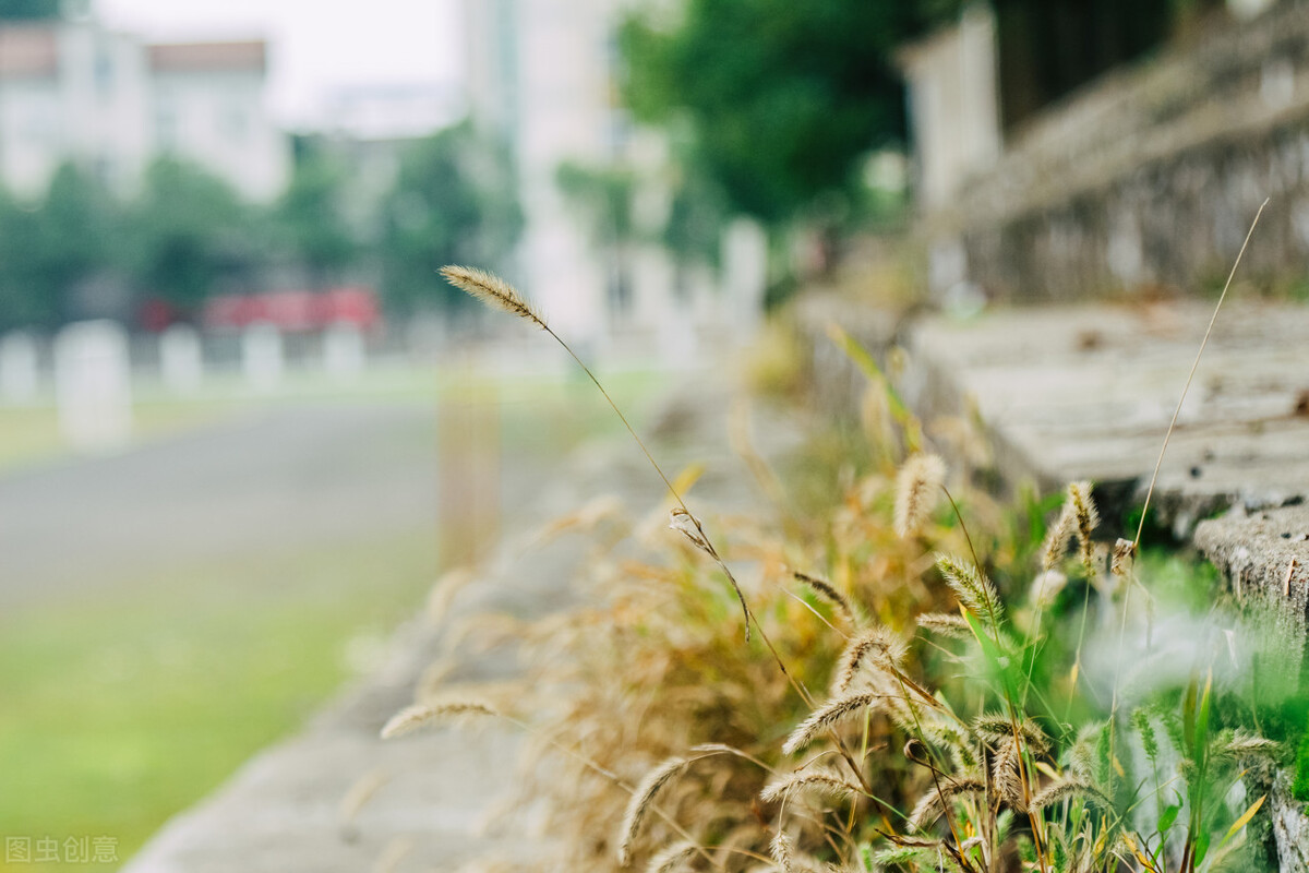 谁言寸草心报得三春晖的解释,谁言寸草心报得三春晖什么意思