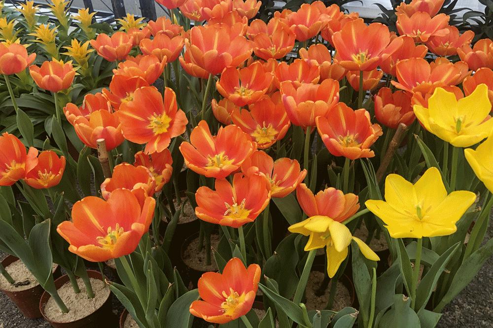 珠海花市最新消息,珠海市区花市