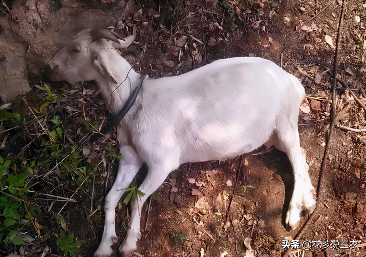 养羊的十大传染病,养羊须知预防哪几种传染病