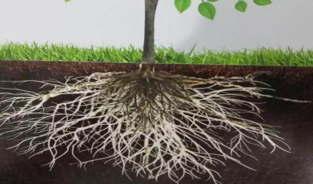 植树为什么可以防止水土流失,植树造林能缓解气候变暖吗