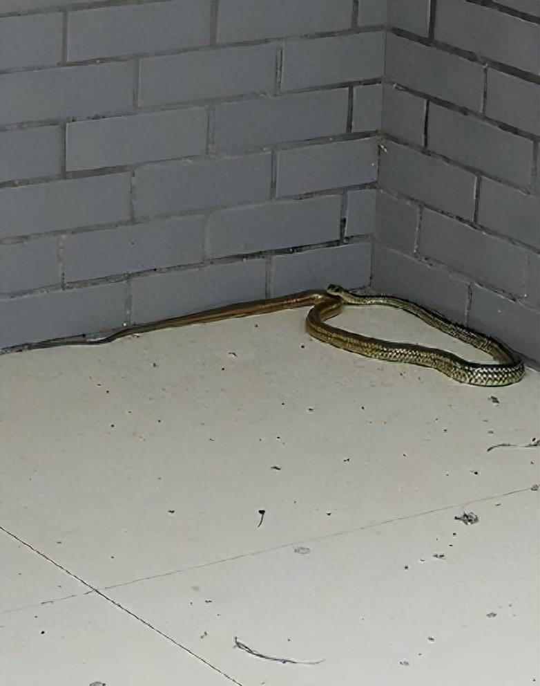 “蛇灭门”到底有多神奇？揭秘老人口中的杀蛇神器！