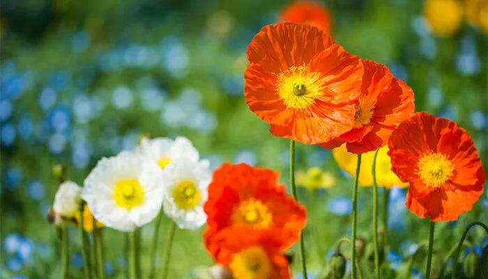 各种花的简介及花语,常见的花以及花语有哪些