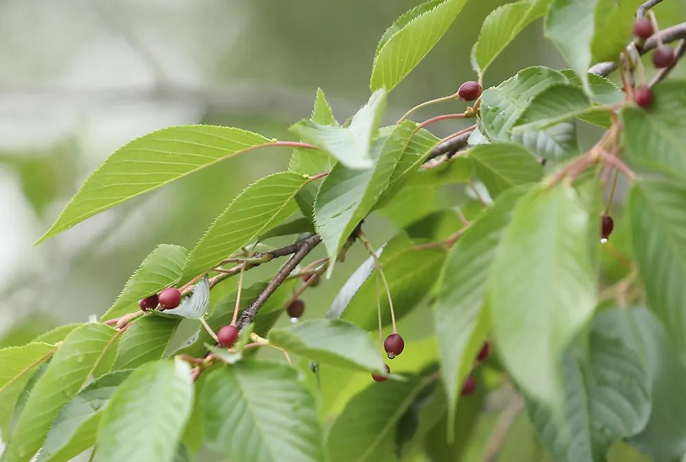 染井吉野樱花是什么樱花,大岛樱花和染井吉野樱的区别
