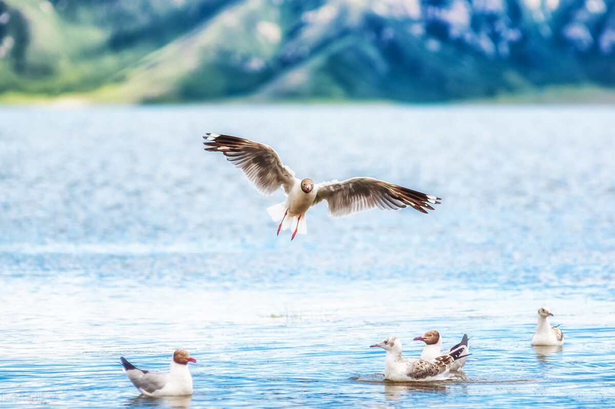 2022年中考语文作文题目及范文,2020年以感恩为主题的中考作文