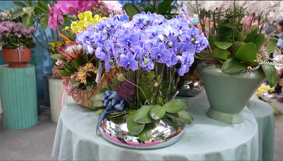 镇店之宝被抢购，“亚洲最美花展”上盆栽“吸睛”又“吸金”