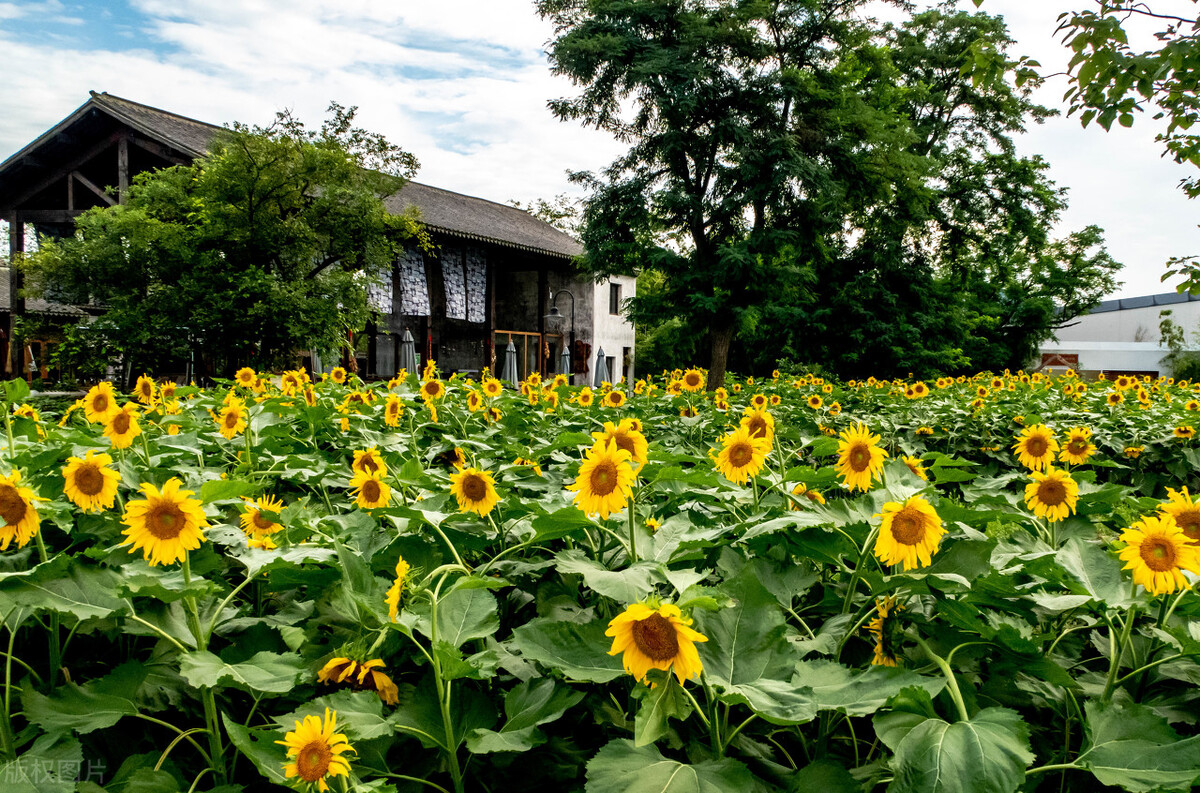 国内外最赚钱的小型农场,全国做得最好的几个精品农场