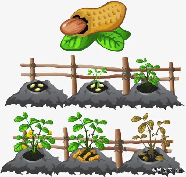 花生播种时间和播种技术要点,种花生晴天播种好还是雨天播种好