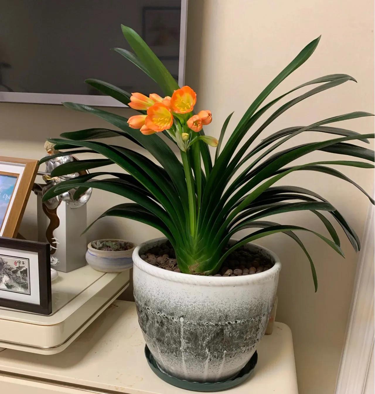 一年四季开花好养的植物吸甲醛,吸甲醛净化空气的花草