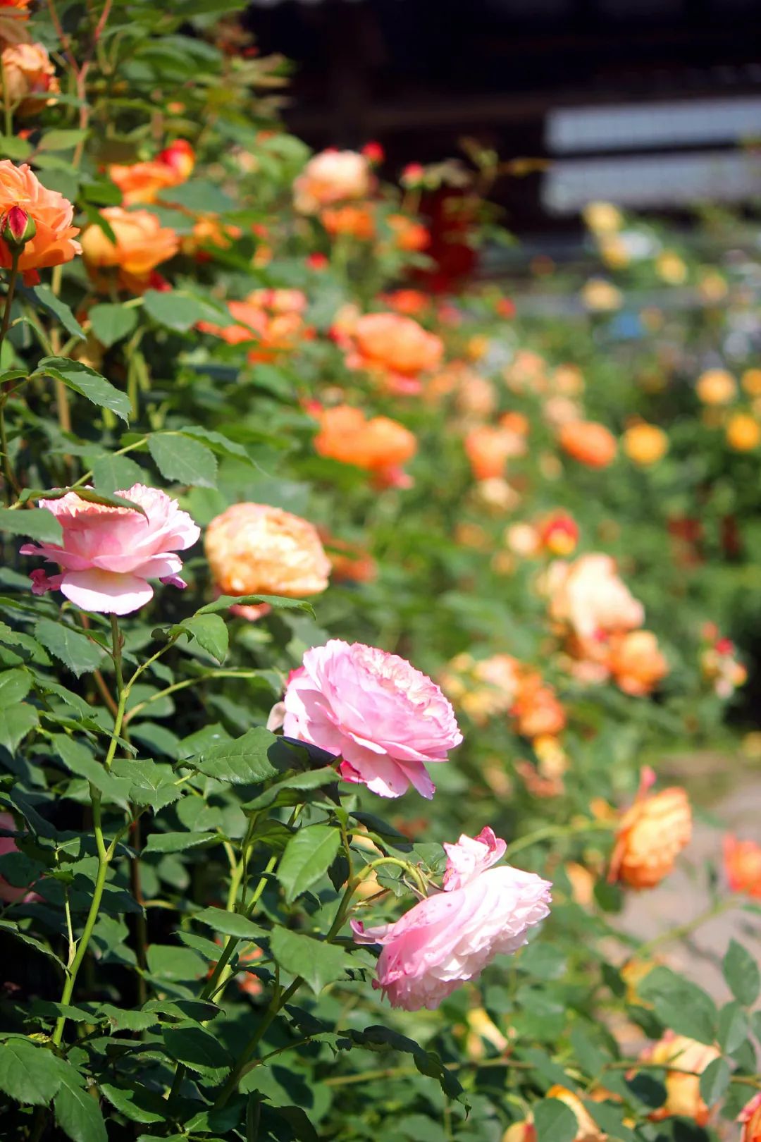 大寨玫瑰花海迷宫,花海迷宫大寨