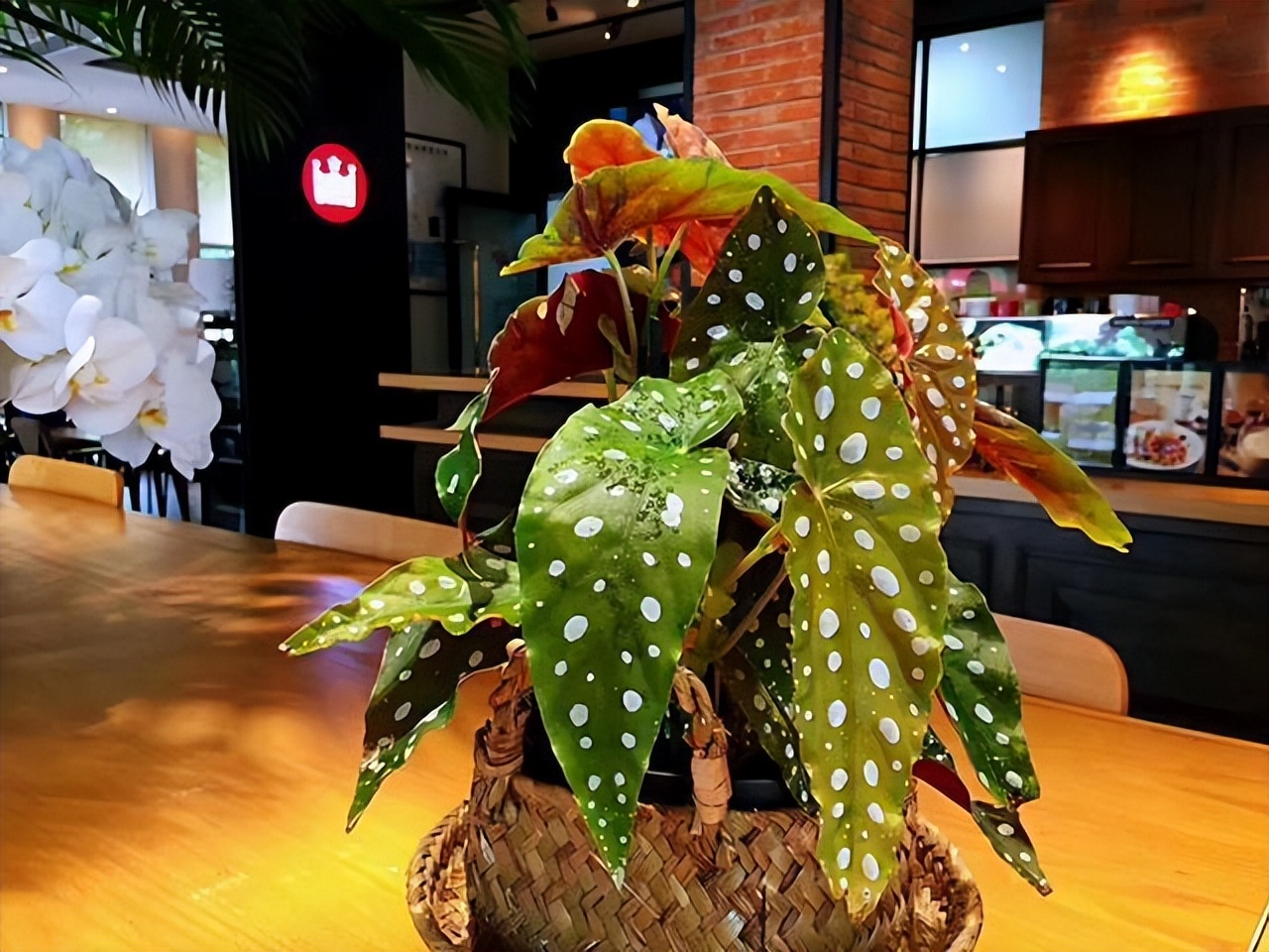 好养的喜阴花有哪些室内,最适宜室内养殖喜阴的花