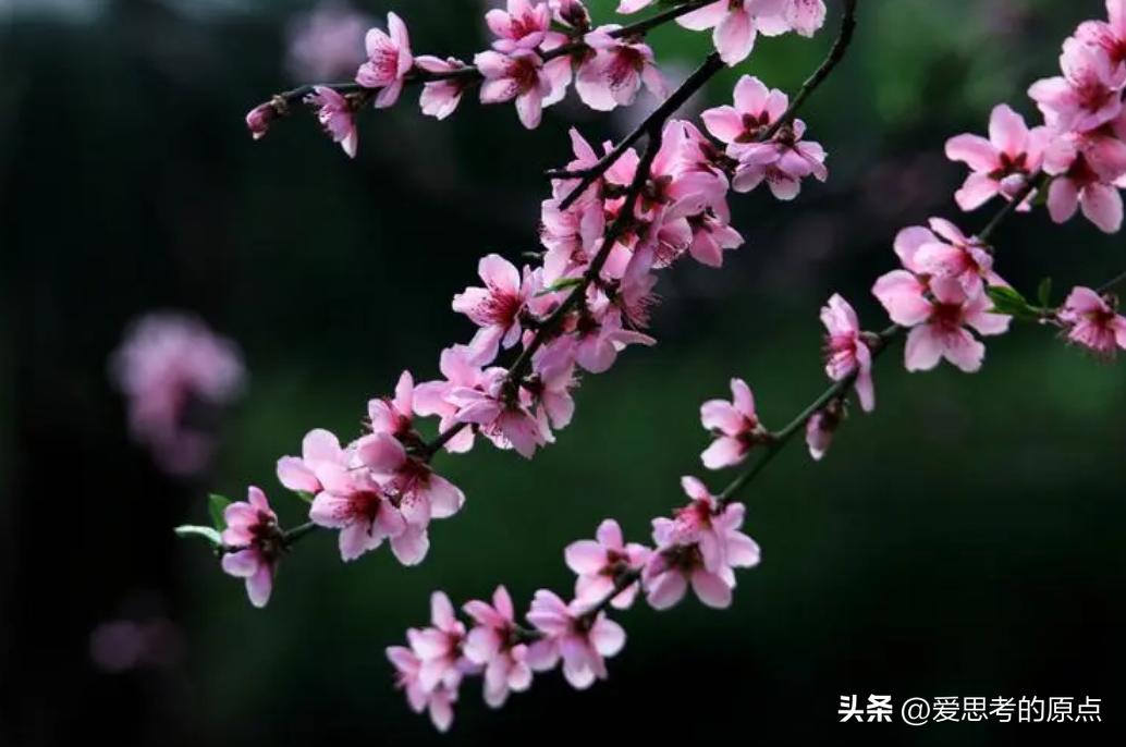 大林寺桃花古诗趣味视频讲解,哲理诗讲解大林寺桃花