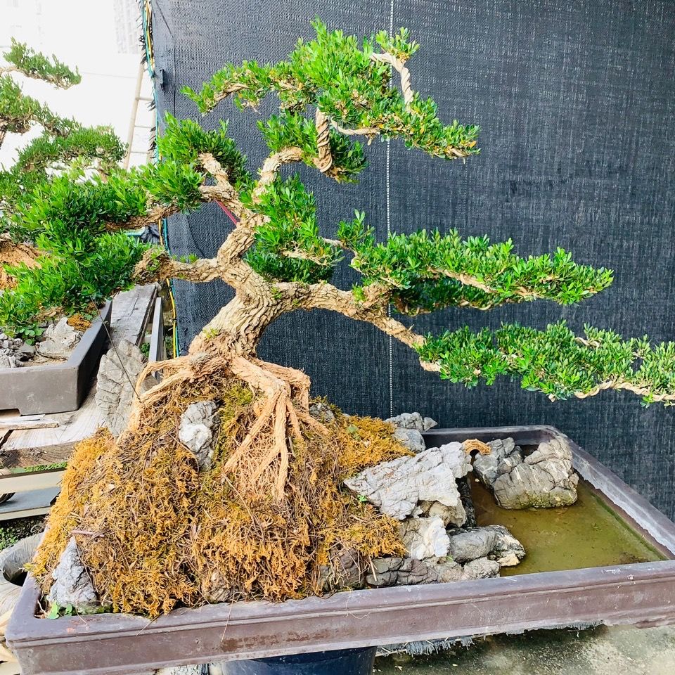 老话“客厅有树，十有九富”，不是迷信，还是有些科学依据的