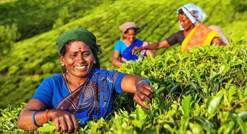 斯里兰卡破产！一带一路上还有哪些产茶大户？