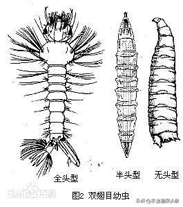 昆虫的习性与行为与害虫防治,害虫防治与昆虫分类