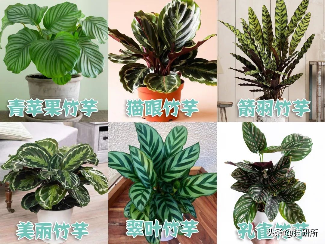 养猫可以养什么绿植,养猫不可以养的大型绿植