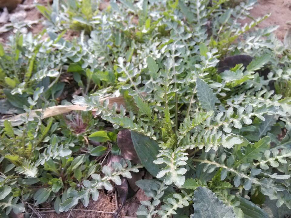 春天看图挖野菜，送你40种野菜大图鉴，让你轻松辨别各种野菜