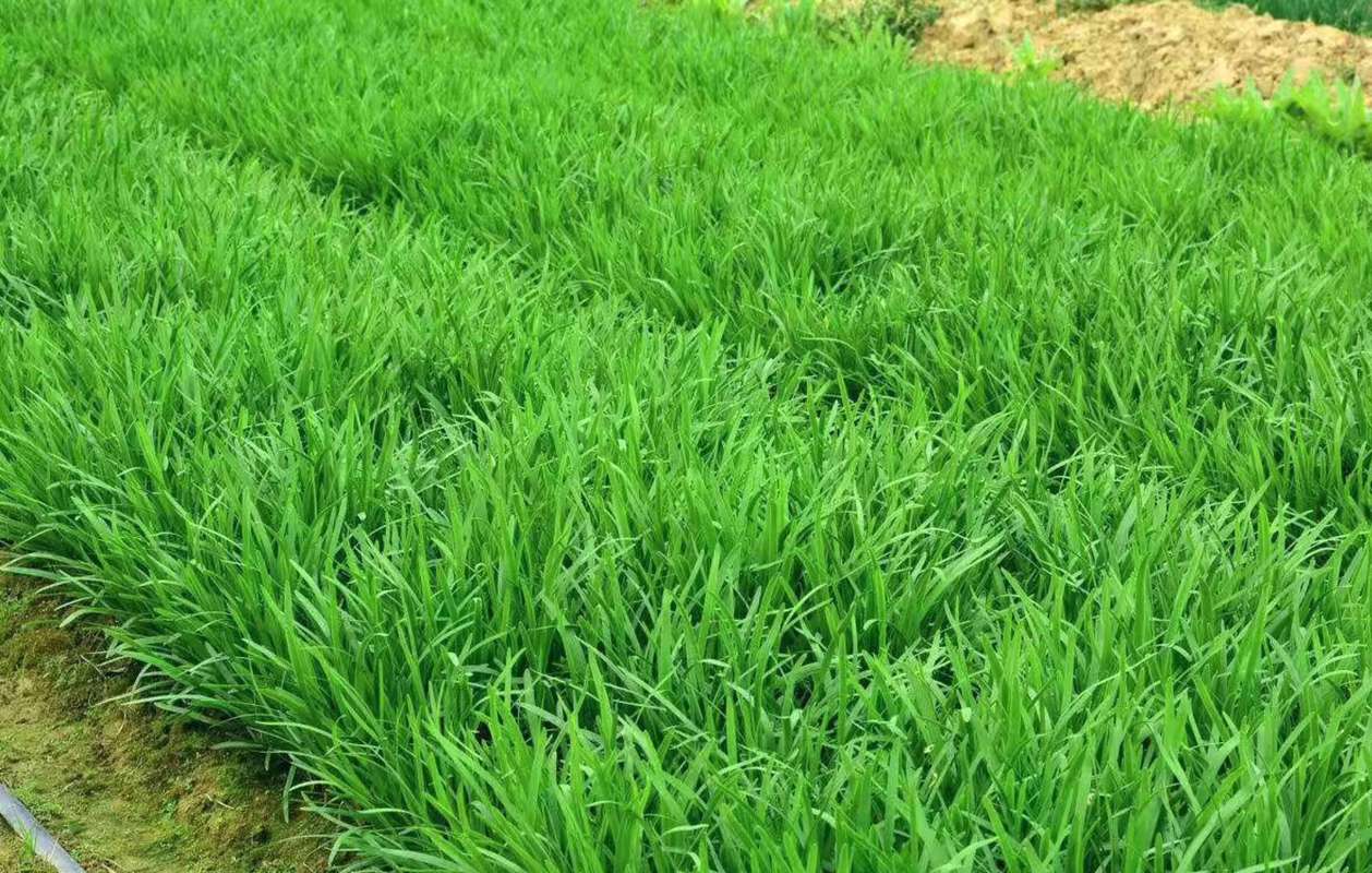 这个季节新种植的韭菜能割吗,种植韭菜哪几个季节不能割