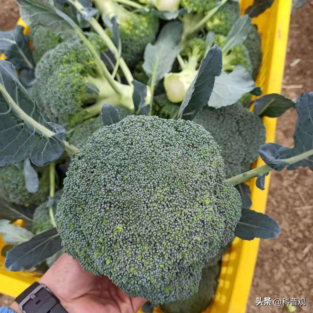 日本垄断中国市场百分之多少,打破西兰花种子垄断的原因